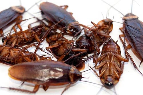 cockroaches