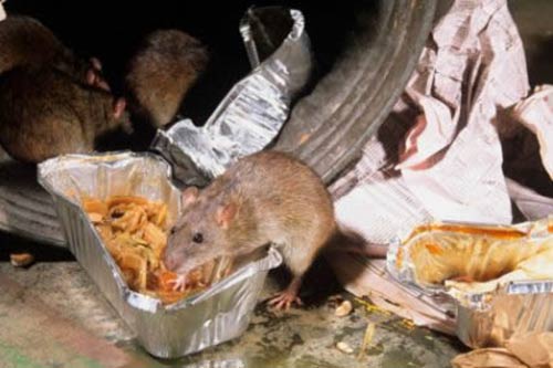 pest control rats service central coast