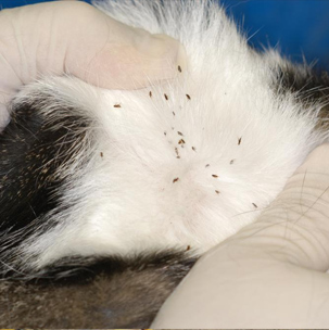 services fleas
